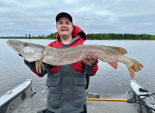 Grand brochet