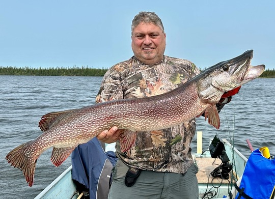 Grand brochet