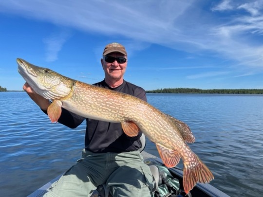 Grand brochet