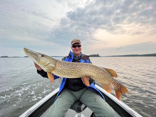Grand brochet