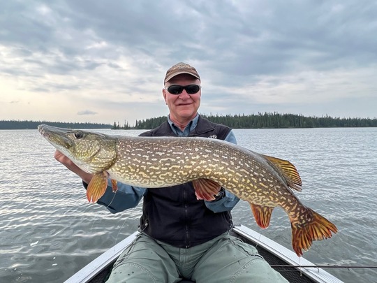 Grand brochet
