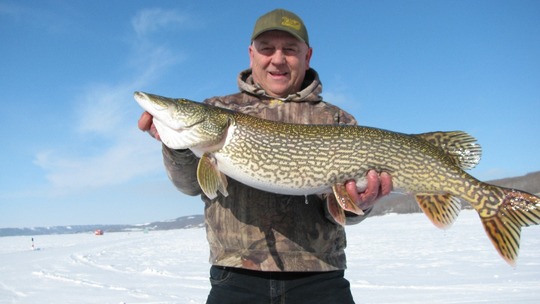 Grand brochet