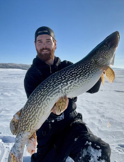 Grand brochet