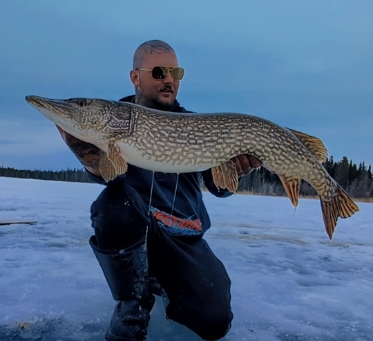 Grand brochet