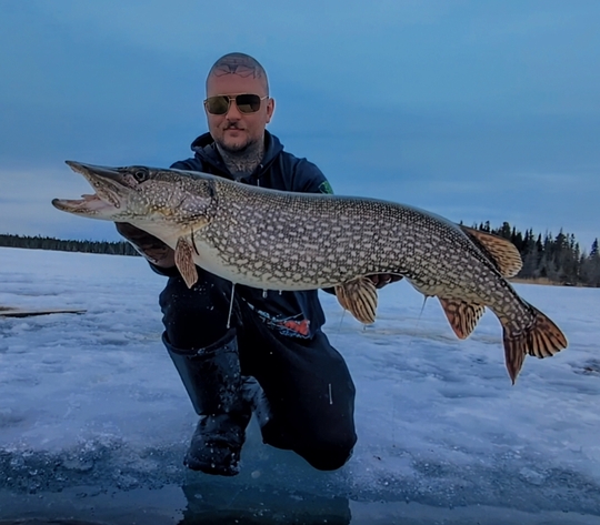 Grand brochet