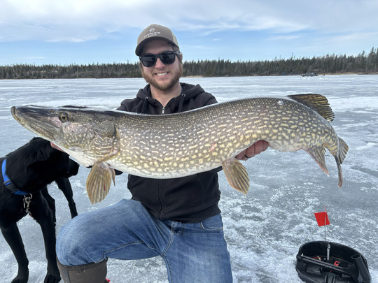 Grand brochet
