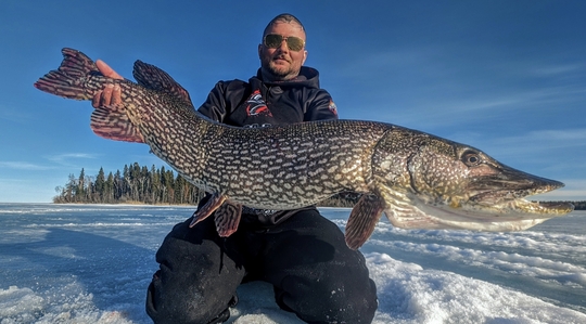 Grand brochet