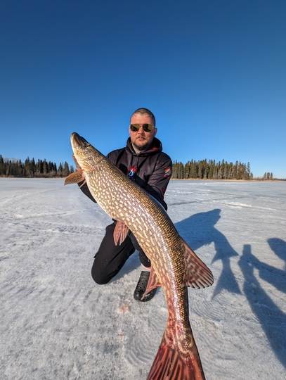 Grand brochet