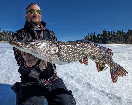 Grand brochet