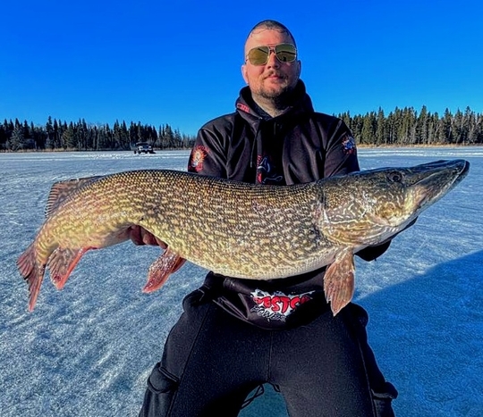 Grand brochet