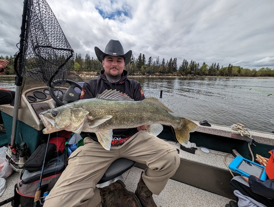 Doré jaune