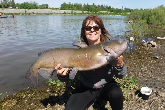 Barbue de rivière