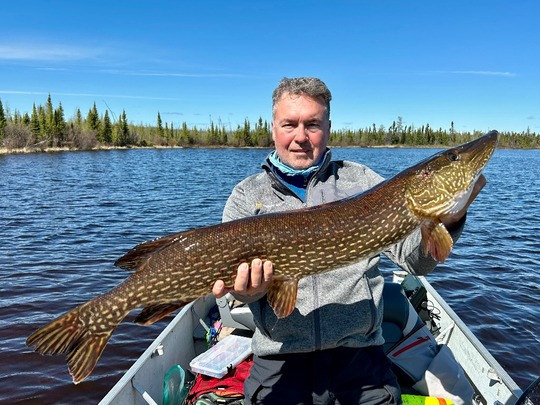 Grand brochet