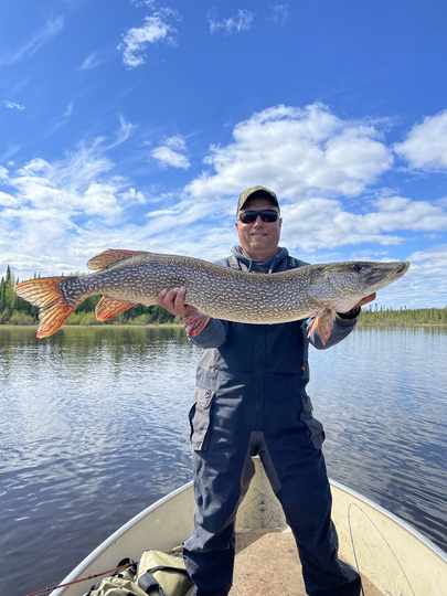 Grand brochet