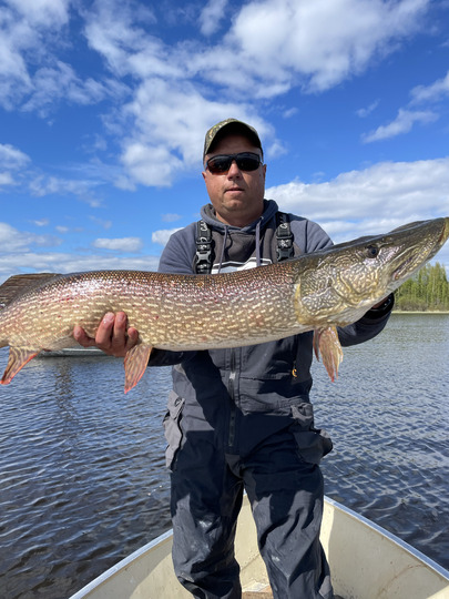 Grand brochet