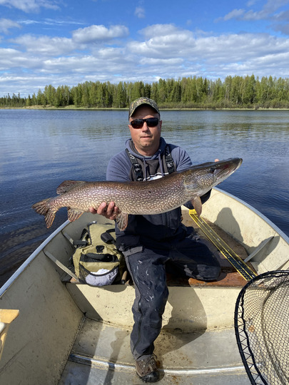 Grand brochet