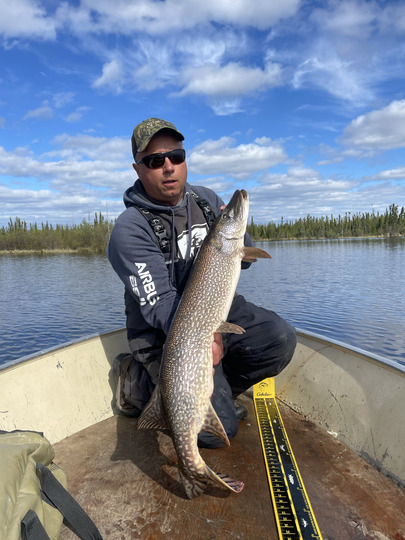 Grand brochet