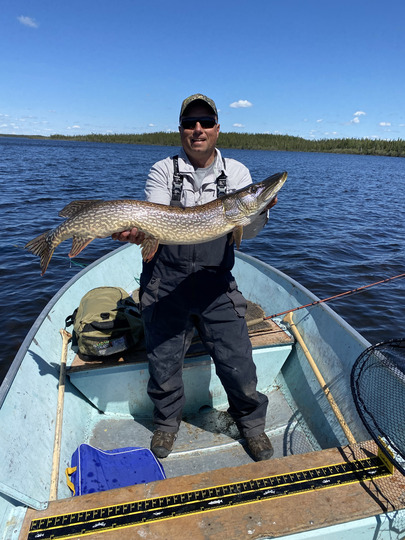 Grand brochet