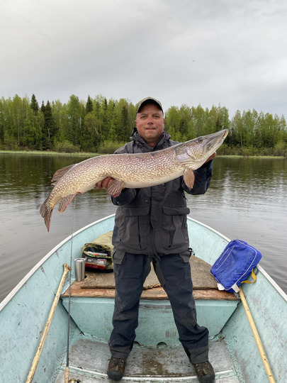 Grand brochet