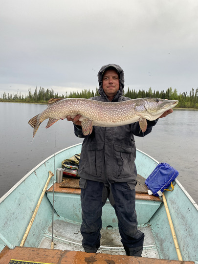Grand brochet