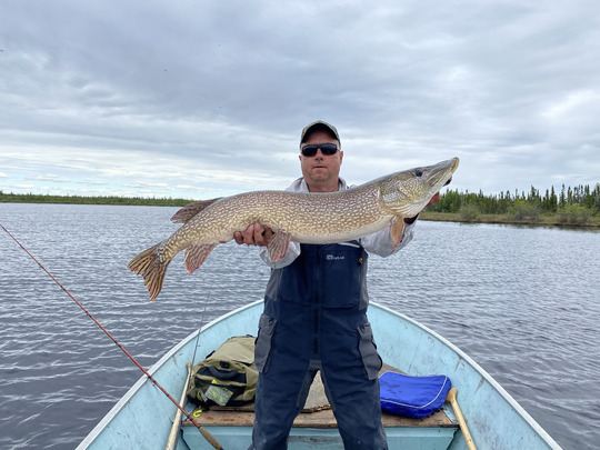 Grand brochet