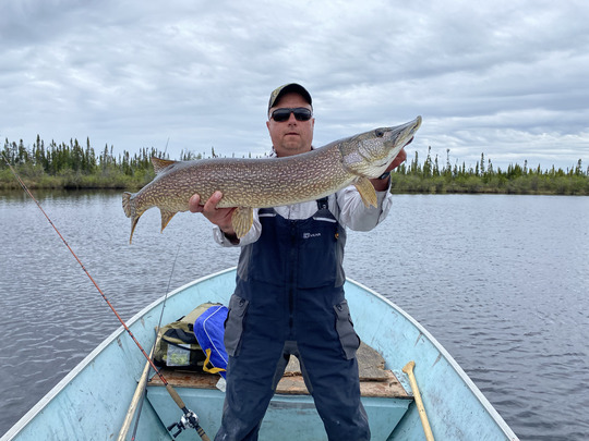 Grand brochet