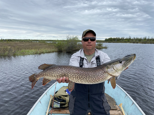 Grand brochet