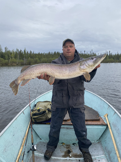 Grand brochet