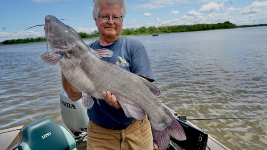 Barbue de rivière