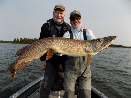 Grand brochet