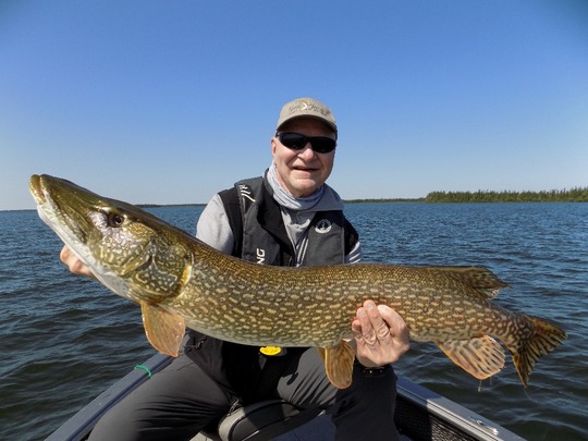 Grand brochet