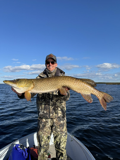 Grand brochet