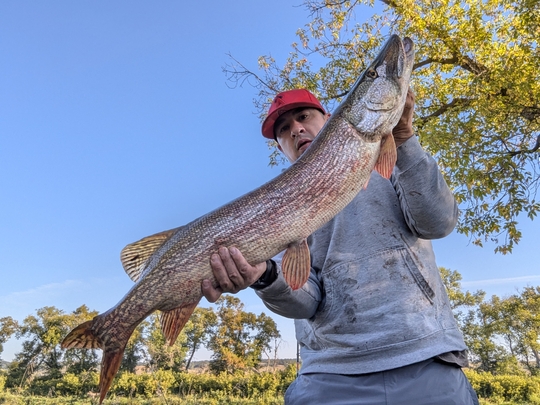 Grand brochet