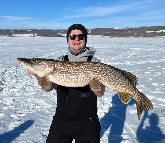 Grand brochet