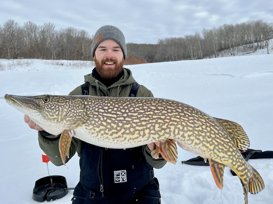 Grand brochet