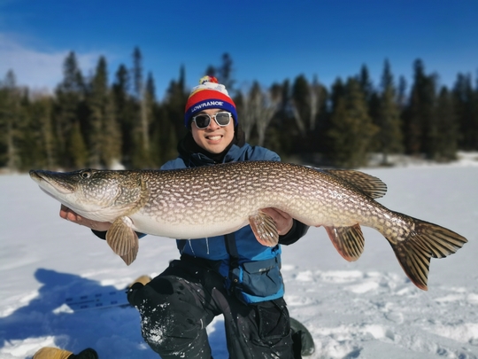 Grand brochet