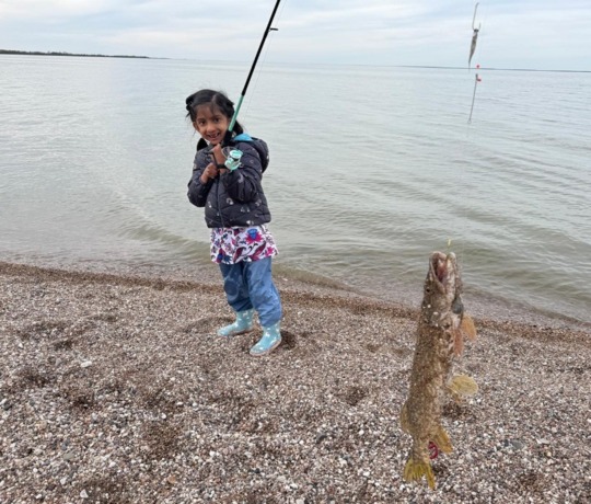 Grand brochet