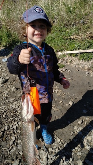 Grand brochet