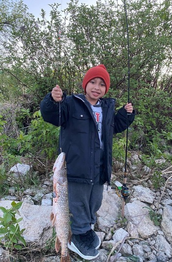 Grand brochet