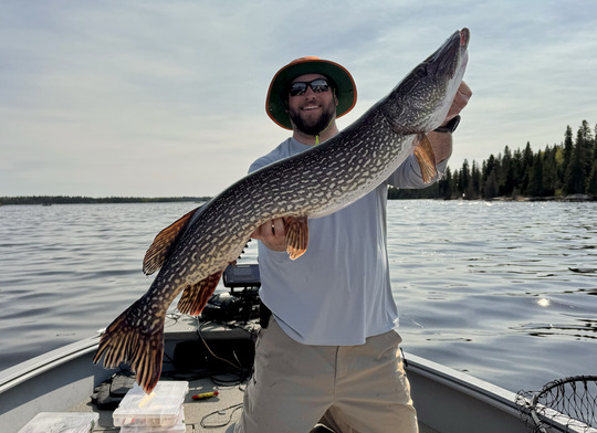 Grand brochet