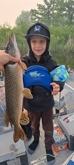 Grand brochet