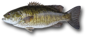 Achigan à petite bouche