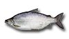 Corégone cisco