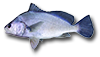 Malachigan