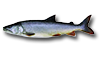 Touladi