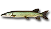 Maskinongé