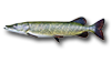 Grand brochet