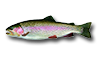 Truite arc-en-ciel