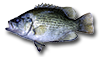 Crapet de roche