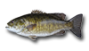 Perche à petite bouche